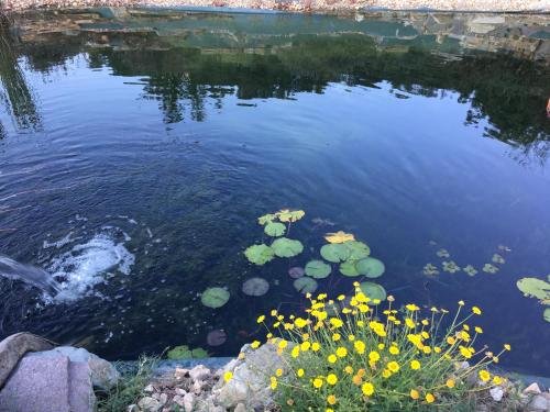 a pond with some yellow flowers and some water at Villa Baronzola in Montevarchi