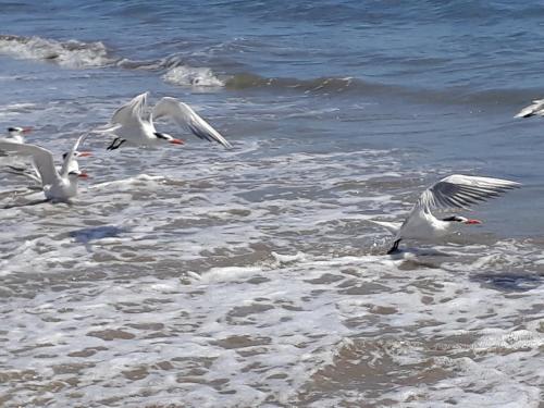 a flock of seagulls flying over the water at Bed & Breakfast T.T in Río Hato