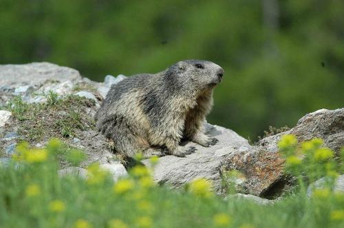 a small animal sitting on top of a rock at Appartement Flora in Saas-Almagell