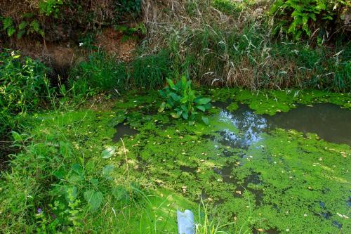 a field filled with green plants next to a body of water at souslens, Castaignos-Souslens 40 in Castaignos-Souslens