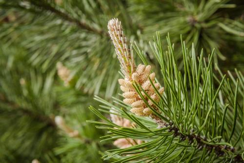 a close up of a pine tree branch at Hotel Drumlerhof in Campo Tures