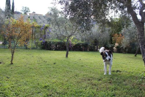 a dog standing in the grass in a yard at Agriturismo La Fonte in Bevagna
