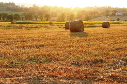 a field full of hay bales in a field at Le Case in Bevagna