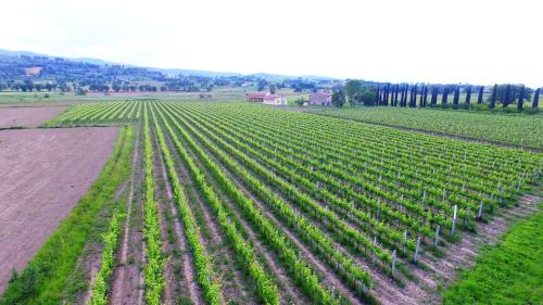 an aerial view of a soybean field at Le Case in Bevagna
