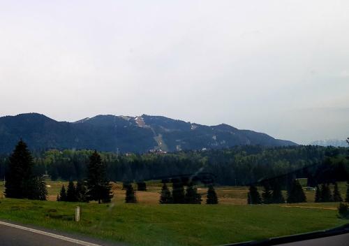 a view of a field with trees and mountains at Apartment "Mountain Relax" in Poiana Brasov