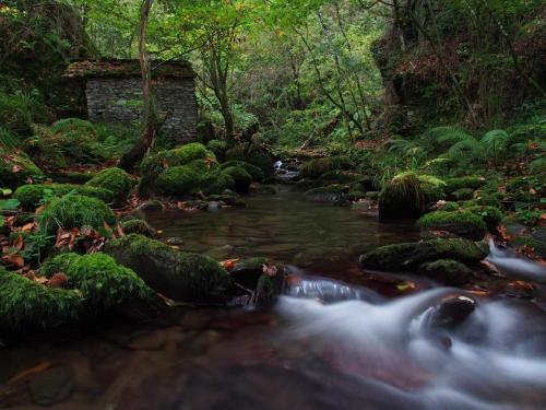 a stream in the middle of a forest with moss at Pensión NAVIA A Pontenova in A Pontenova