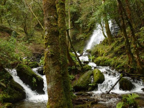 a waterfall in the middle of a forest at Pensión NAVIA A Pontenova in A Pontenova
