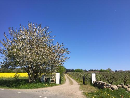 a dirt road next to a field with a tree at Kastanjegården på Stenshuvud in Kivik