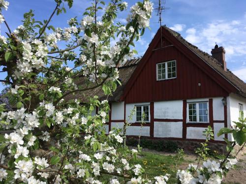 a house with white flowers in front of it at Kastanjegården på Stenshuvud in Kivik