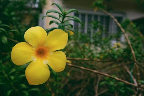 a yellow flower in front of a house at RQS Hostel in Tacloban