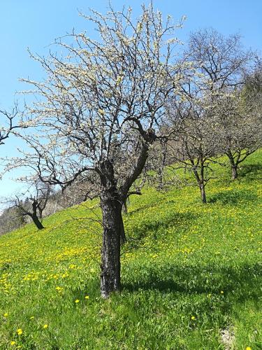 a tree in the middle of a field of flowers at B&B Butterfly in Bresimo