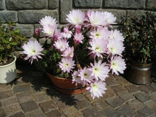 a bunch of pink and white flowers in a pot at Aktiv Hotel Schönwald in Nova Levante