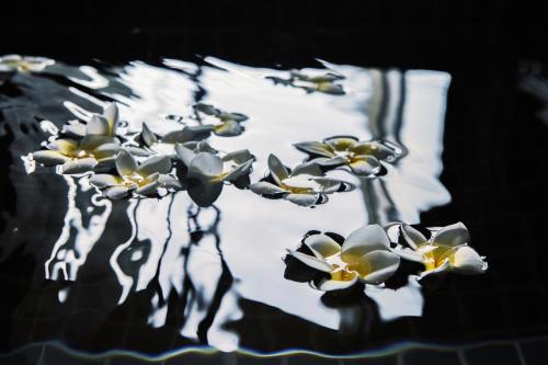a bunch of flowers floating in a pool of water at 墾丁 住在Zhuzai in Checheng