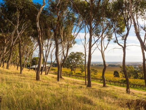 a row of trees in a field with a fence at Shadow Creek McLaren Vale in McLaren Vale