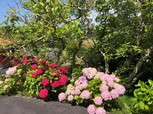 a bunch of pink flowers in a garden at Hotel Tejera del Nalon in Soto del Barco
