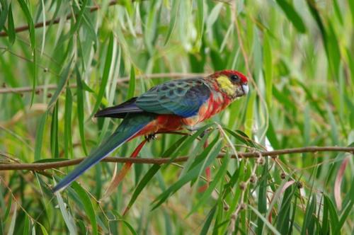 a colorful bird sitting on top of a tree branch at Margaret River Hideaway & Farmstay in Margaret River Town