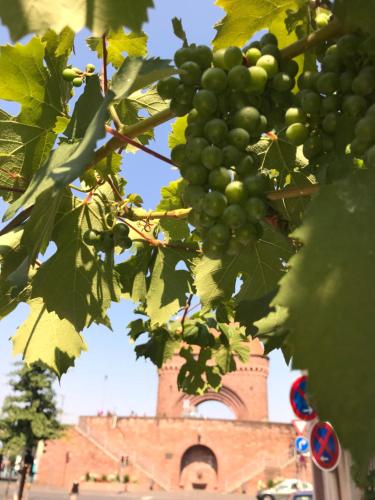 a bunch of green grapes hanging from a tree at Main Boarding House in Miltenberg