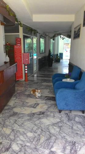 a dog laying on the floor in a lobby at Bodrum Blu Hotel in Bodrum City