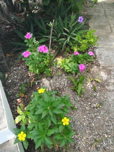 a flower garden with pink and yellow flowers at Villa Carolina Bed and Breakfast in San Felipe de Puerto Plata