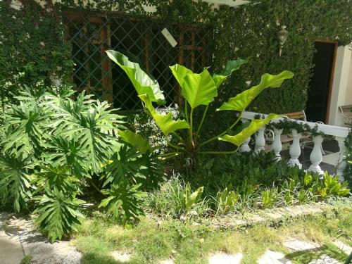 a garden with green plants and a white fence at Villa Carolina Bed and Breakfast in San Felipe de Puerto Plata