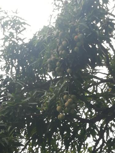 a bunch of fruit growing on a tree at Villa Carolina Bed and Breakfast in San Felipe de Puerto Plata