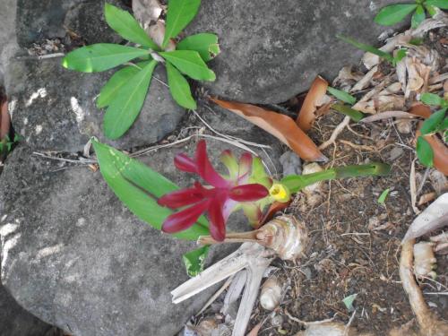 a small red flower sitting on some rocks at Les Manguiers in Deshaies