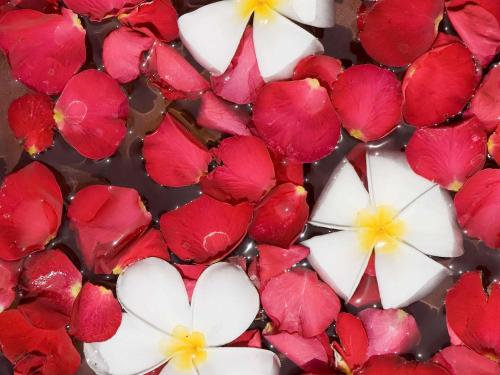 a group of red and white flowers in water at Novotel Bali Nusa Dua in Nusa Dua