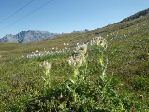a field of flowers on a hill with mountains in the background at Apart-Garni Motnaida in Samnaun