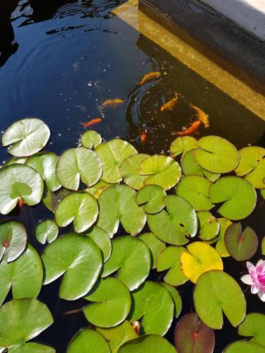 a pond filled with green lily pads and a kite at Vila Florena Garden in Palanga