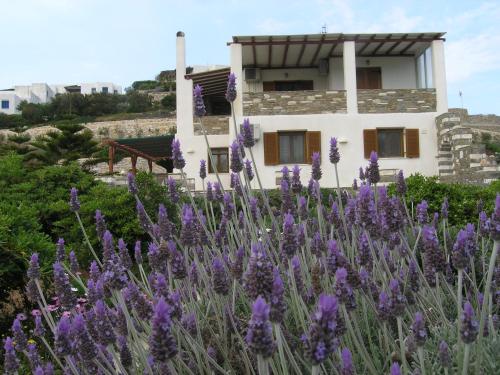Gallery image of Marcello Country Houses in Parikia