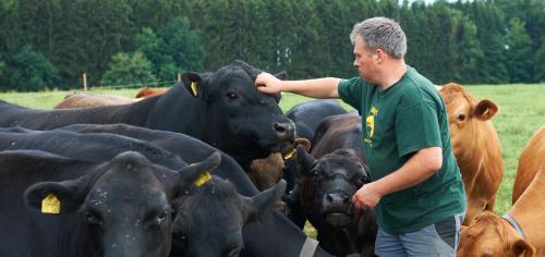 インの敷地内または近くにいる動物
