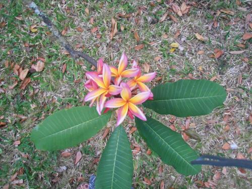 a pink and yellow flower and some green leaves at Les Manguiers in Deshaies