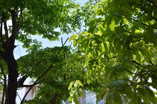 Κήπος έξω από το Hoi An Reverie Villas