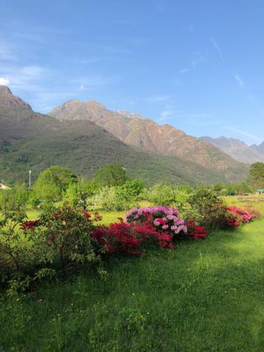 a field of flowers with mountains in the background at Boscotenso in Premosello Chiovenda
