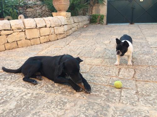 Mascotas con sus dueños en Villa Spadola