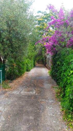 a dirt road with purple flowers on a hedge at Casa del Gelso Mortelle in Torre Faro