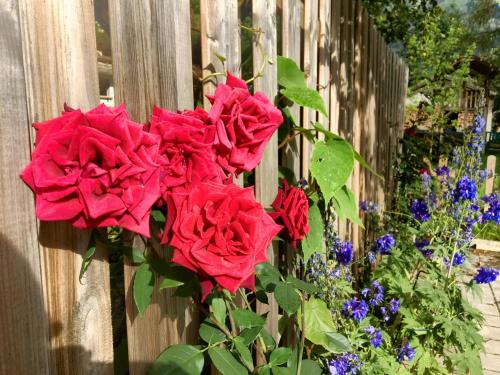 a bunch of red roses on the side of a fence at Haus Mariandl in Nesselwängle