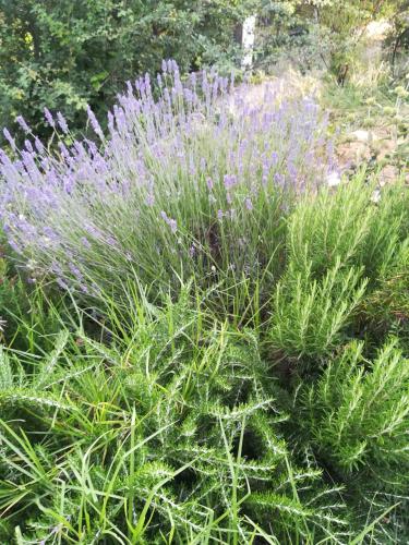 a bunch of purple plants in a garden at Chez Jeff & Aurélie in Draguignan