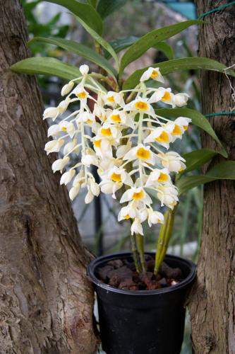 a bunch of white flowers in a black pot on a tree at Hotel San Jorge in Tlatlauquitepec