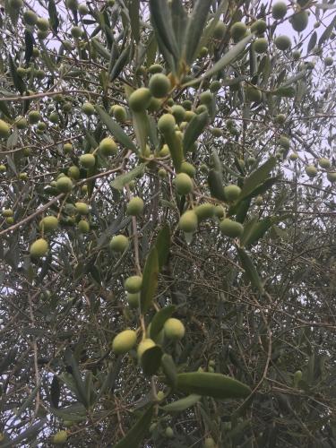 a bunch of green olives growing on a tree at Villa Baronzola in Montevarchi