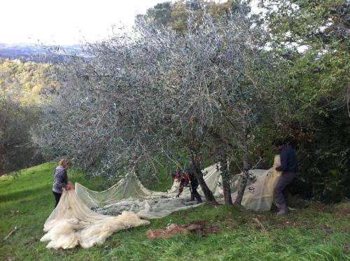 a group of people standing around a tent under a tree at Villa Baronzola in Montevarchi