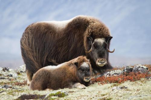 a mother yak and her baby on a hill at Basecamp Frich`s Hjerkinn in Hjerkinn