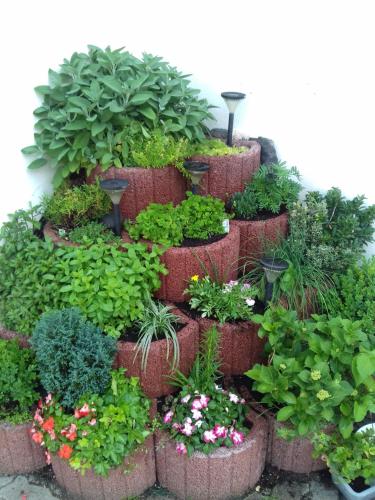 a display of plants and flowers in a garden at Gästehaus Viktoria in Bad Bertrich