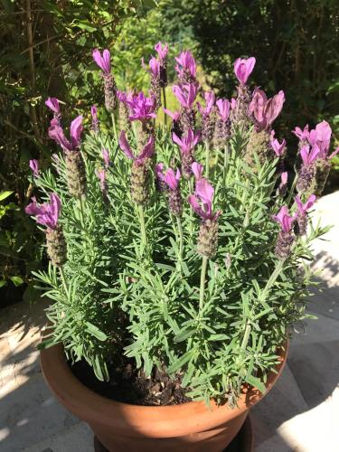 a potted plant with purple flowers in it at le numero 100 in Nancy