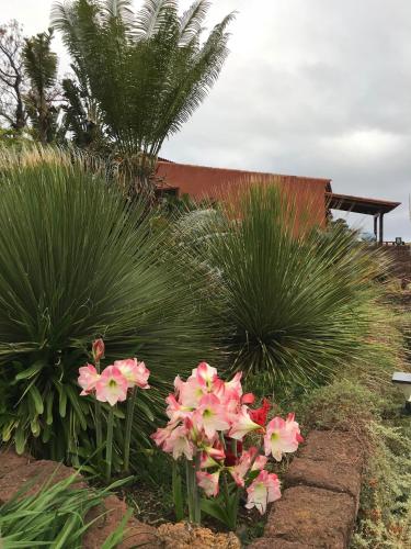 a bunch of pink flowers in a garden at Haciendas del Valle - Las Kentias in Valle de Guerra