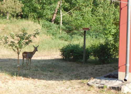 a deer standing in the grass near a tree at Ferienhaus am Wald mit Klavier, Holzofen, Sauna in Alt Jabel
