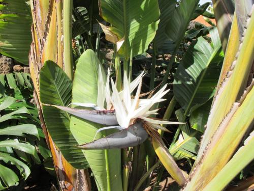a pineapple plant with a white flower on it at Haciendas del Valle - Las Kentias in Valle de Guerra