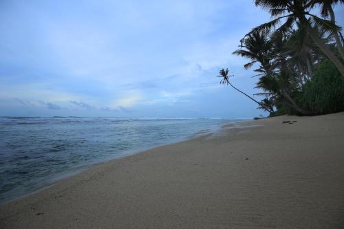 a beach with two palm trees and the ocean at Turtle Eco Beach in Matara