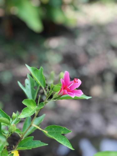 Taman di luar Baan Loylom Farmstay