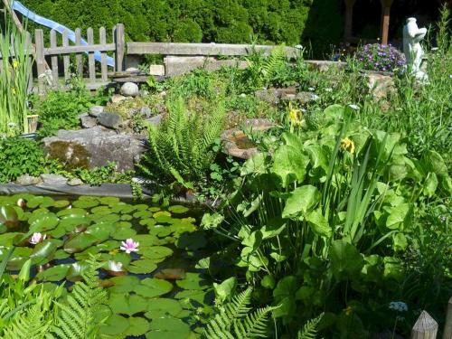 a garden with a pond with lilies and plants at BodenSEE Haus am Geissbock in Meckenbeuren